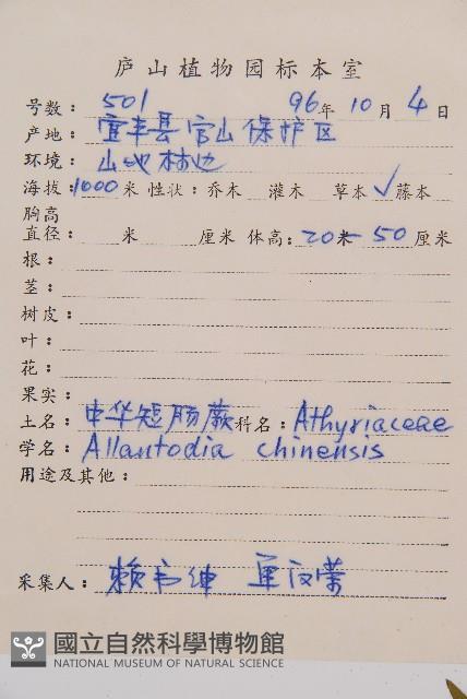 闊葉短腸蕨藏品圖，第5張