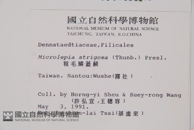 粗毛鱗蓋蕨藏品圖，第2張