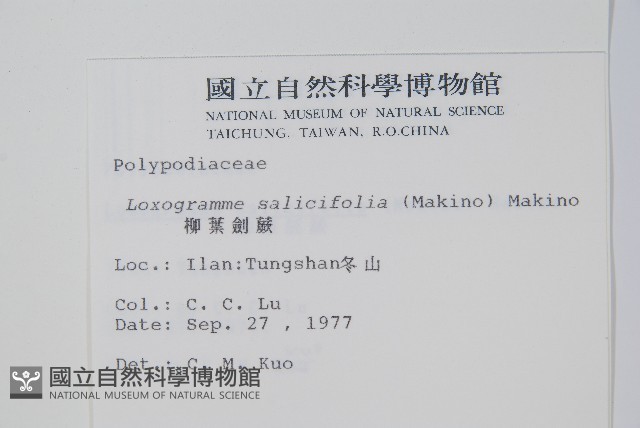 柳葉劍蕨藏品圖，第2張