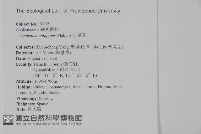 山蘇花藏品圖，第2張