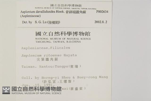 骨碎補鐵角蕨藏品圖，第2張