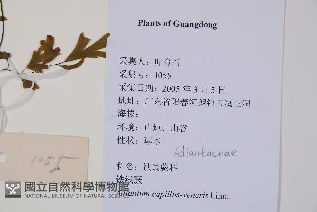 鐵線蕨藏品圖，第2張