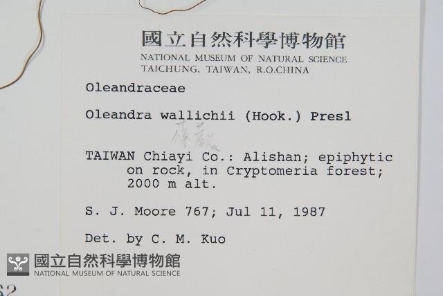 蓧蕨藏品圖，第2張