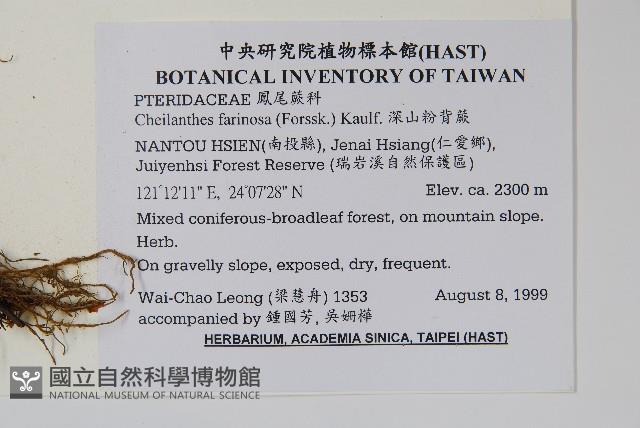 深山粉背蕨藏品圖，第2張