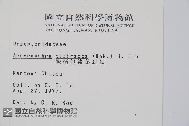 彎柄假複葉耳蕨藏品圖，第2張