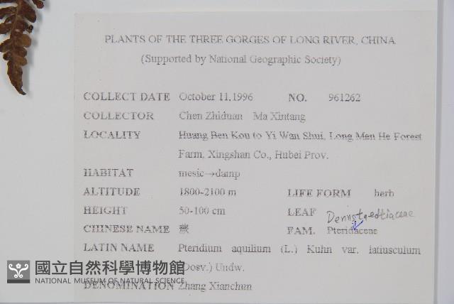 蕨藏品圖，第2張