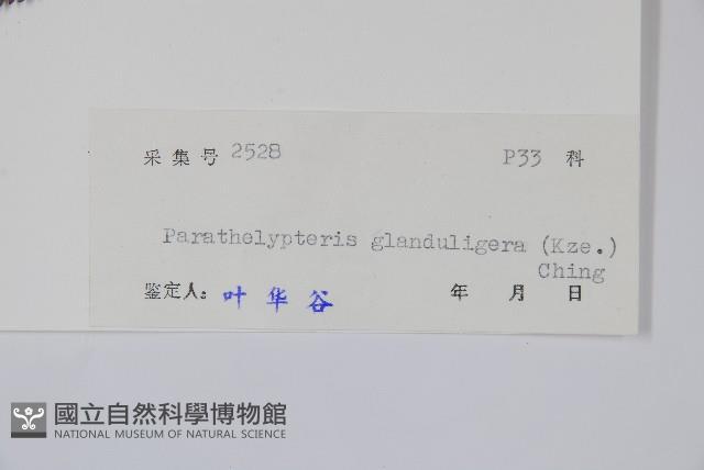 密腺副金星蕨藏品圖，第2張