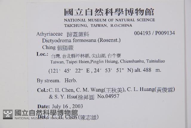 假腸蕨藏品圖，第2張