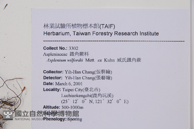 威氏鐵角蕨藏品圖，第2張