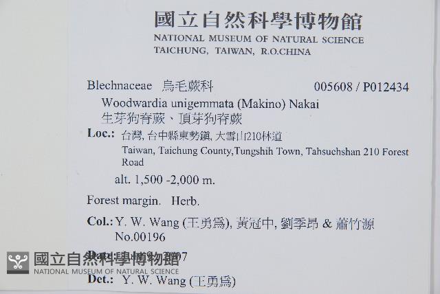 生芽狗脊蕨、頂芽狗脊蕨藏品圖，第2張