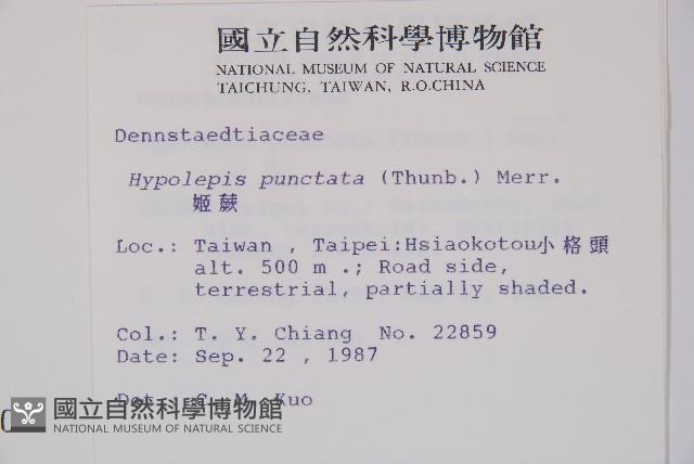 姬蕨藏品圖，第2張