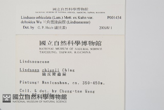三角葉陵齒蕨藏品圖，第2張
