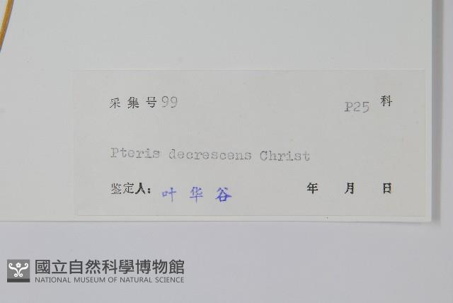 多羽鳳尾蕨藏品圖，第2張