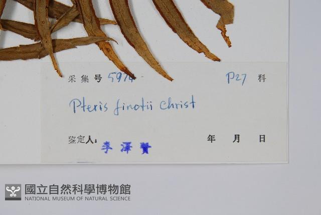 疏裂鳳尾蕨藏品圖，第2張