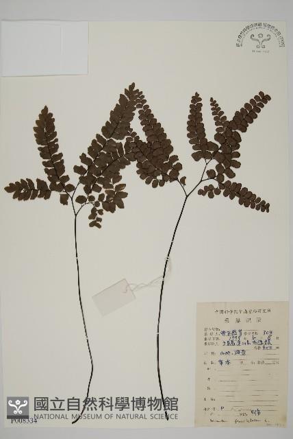 扇葉鐵線蕨藏品圖，第1張