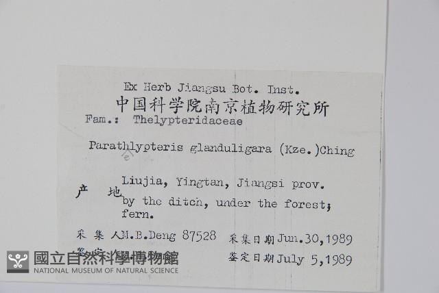 密腺副金星蕨藏品圖，第2張