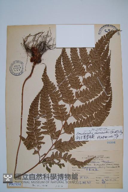 斜方複葉耳蕨藏品圖，第1張