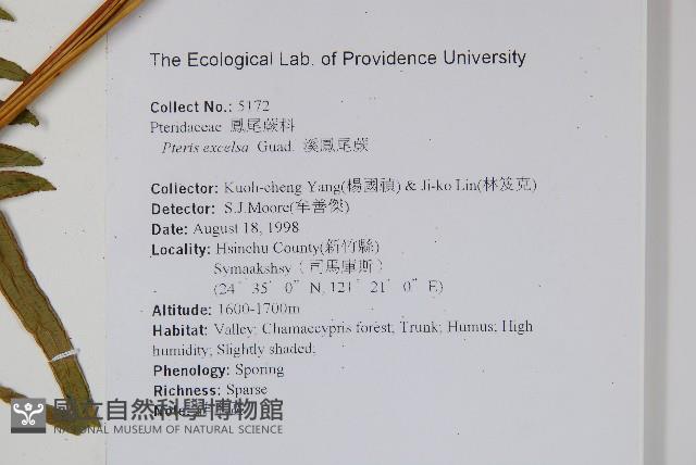 溪鳳尾蕨藏品圖，第2張