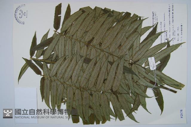 觀音座蓮藏品圖，第1張