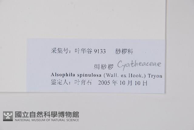 臺灣桫欏藏品圖，第2張