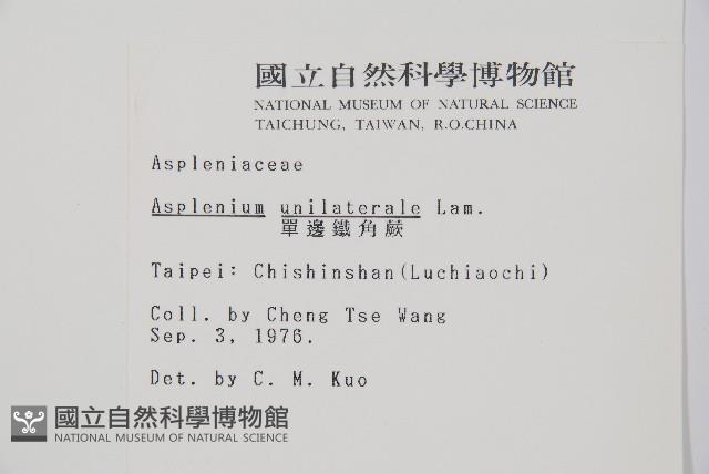 單邊鐵角蕨藏品圖，第2張