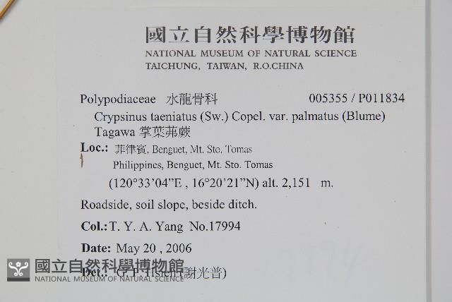 掌葉茀蕨藏品圖，第2張