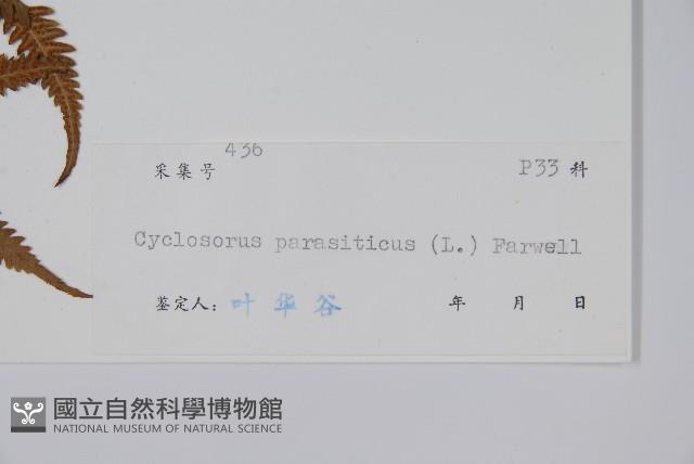 密毛毛蕨藏品圖，第2張
