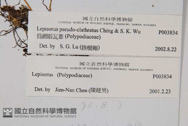 偽網眼瓦葦藏品圖，第2張