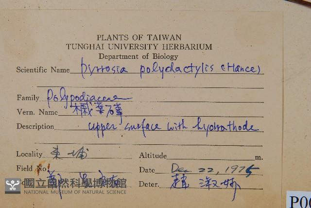槭葉石葦藏品圖，第2張