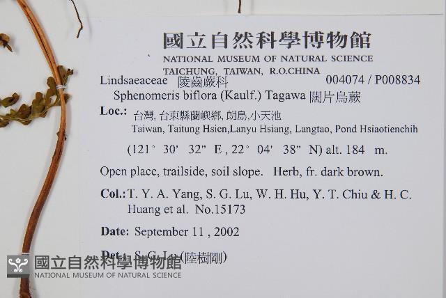 闊片烏蕨藏品圖，第2張