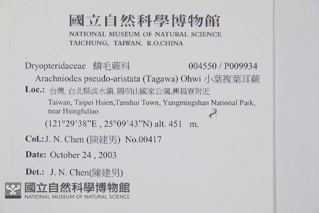 小葉複葉耳蕨藏品圖，第2張