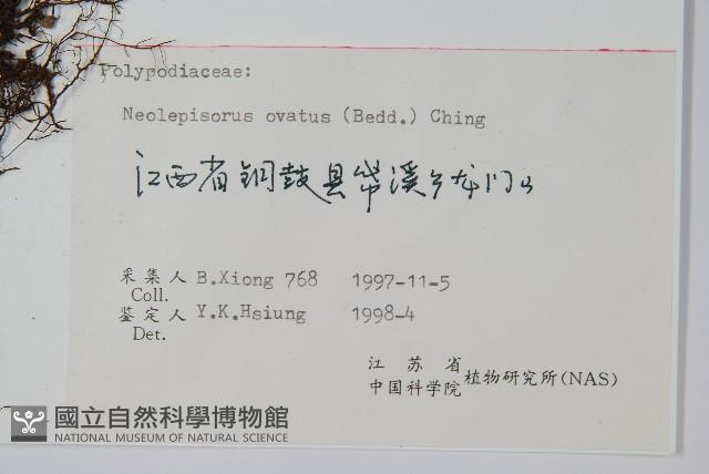 盾蕨藏品圖，第2張