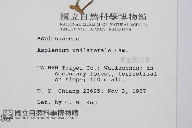 單邊鐵角蕨藏品圖，第2張