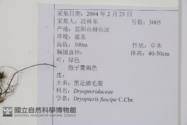 黑足鱗毛蕨藏品圖，第2張