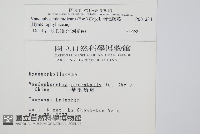 南海瓶蕨藏品圖，第2張