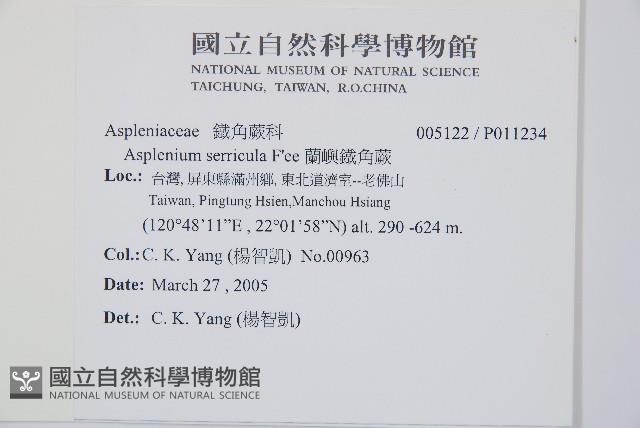 蘭嶼鐵角蕨藏品圖，第2張