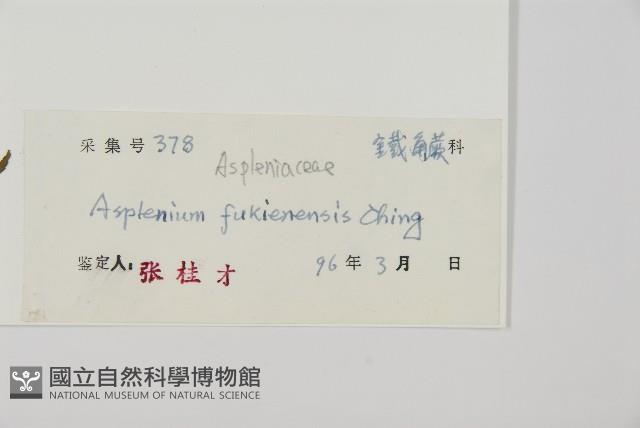 登錄號:P005234藏品圖，第5張