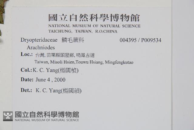 斜方複葉耳蕨藏品圖，第2張