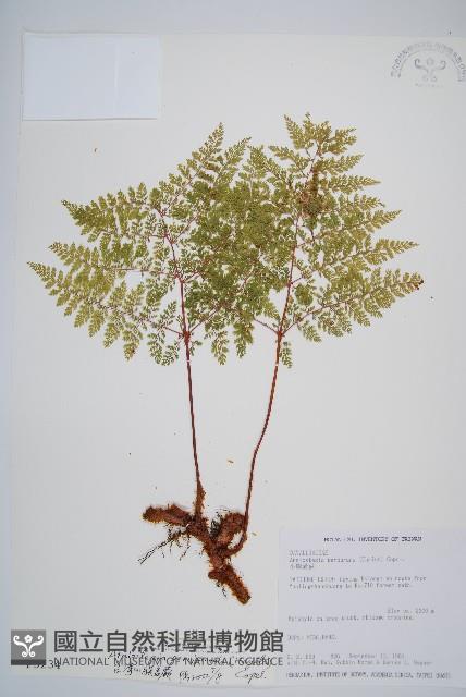 台灣小膜蓋蕨藏品圖，第1張