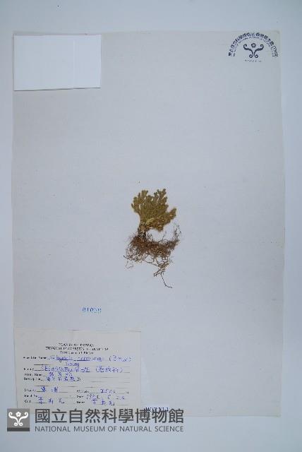 萬年松藏品圖，第1張