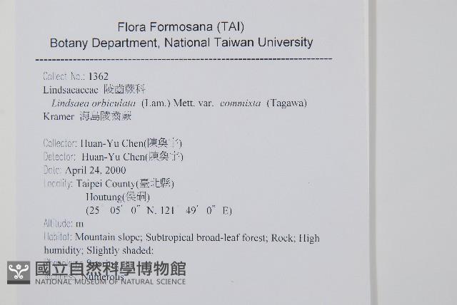海島陵齒蕨藏品圖，第2張