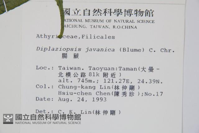 腸蕨藏品圖，第2張