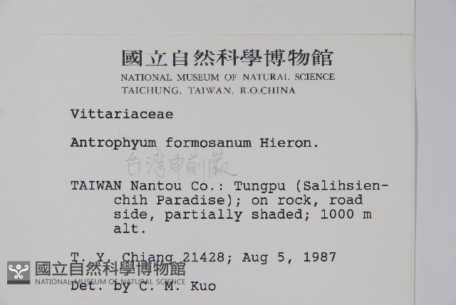 臺灣車前蕨藏品圖，第2張