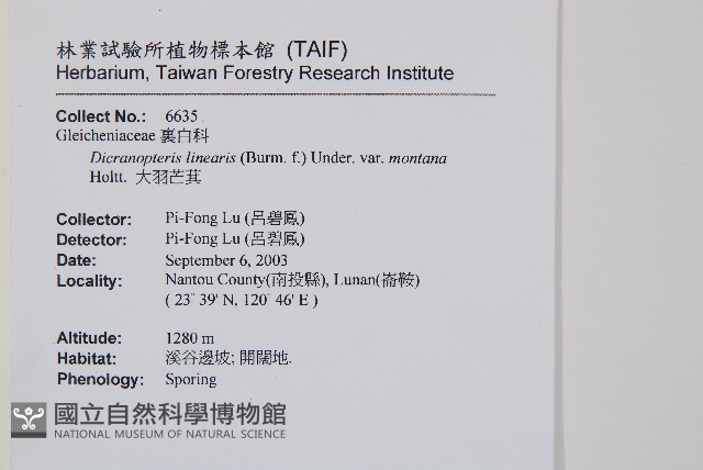 大羽芒萁藏品圖，第2張