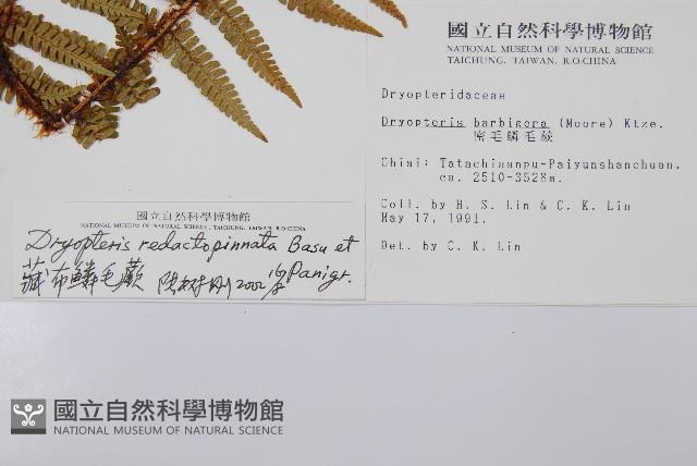 藏布鱗毛蕨藏品圖，第2張