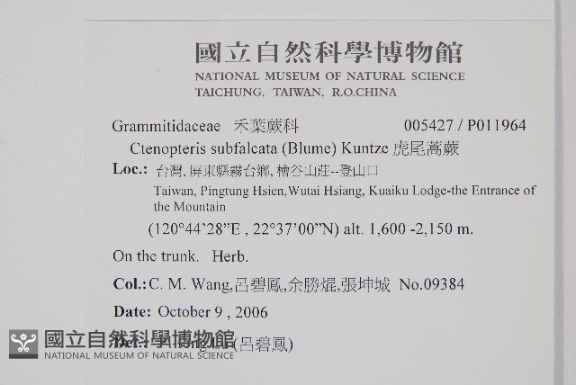 虎尾蒿蕨藏品圖，第2張