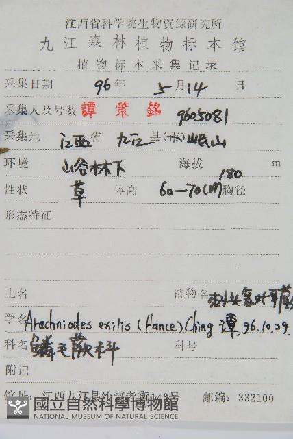 細葉複葉耳蕨藏品圖，第2張