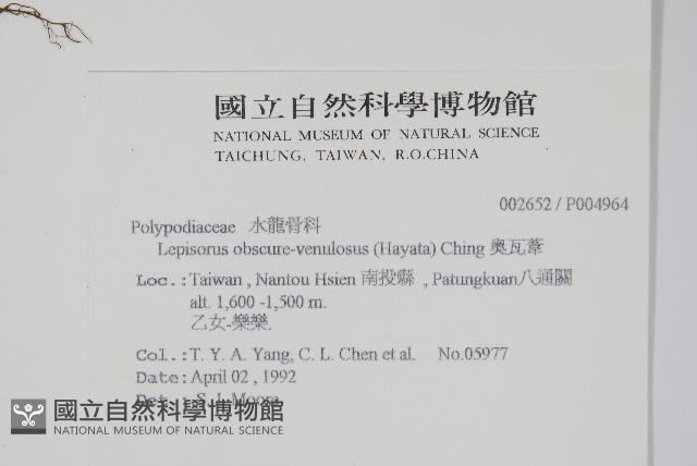 鱗瓦葦、長柄瓦葦藏品圖，第2張