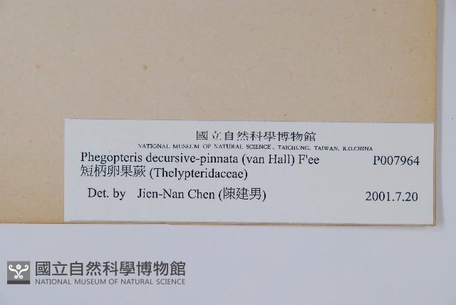 翅軸假金星蕨、短柄卵果蕨藏品圖，第2張