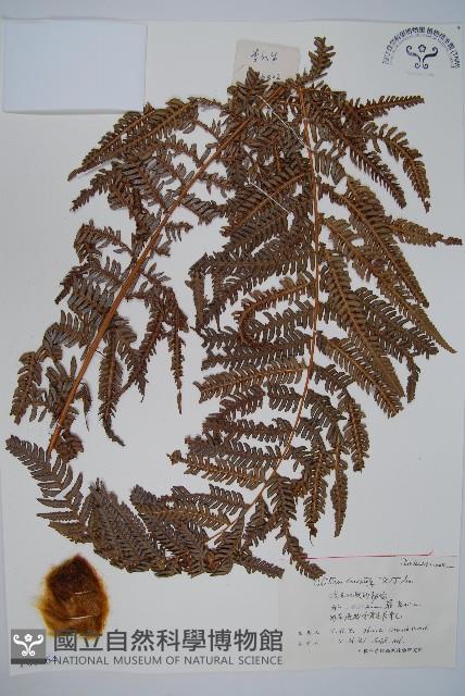 金狗毛蕨藏品圖，第1張